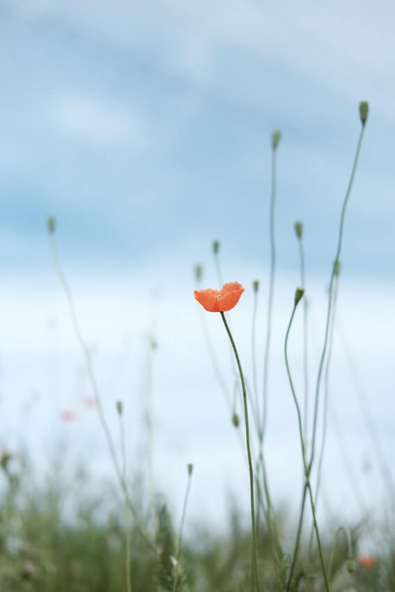 raquel raclette hh8sk2lfeck unsplash (custom)