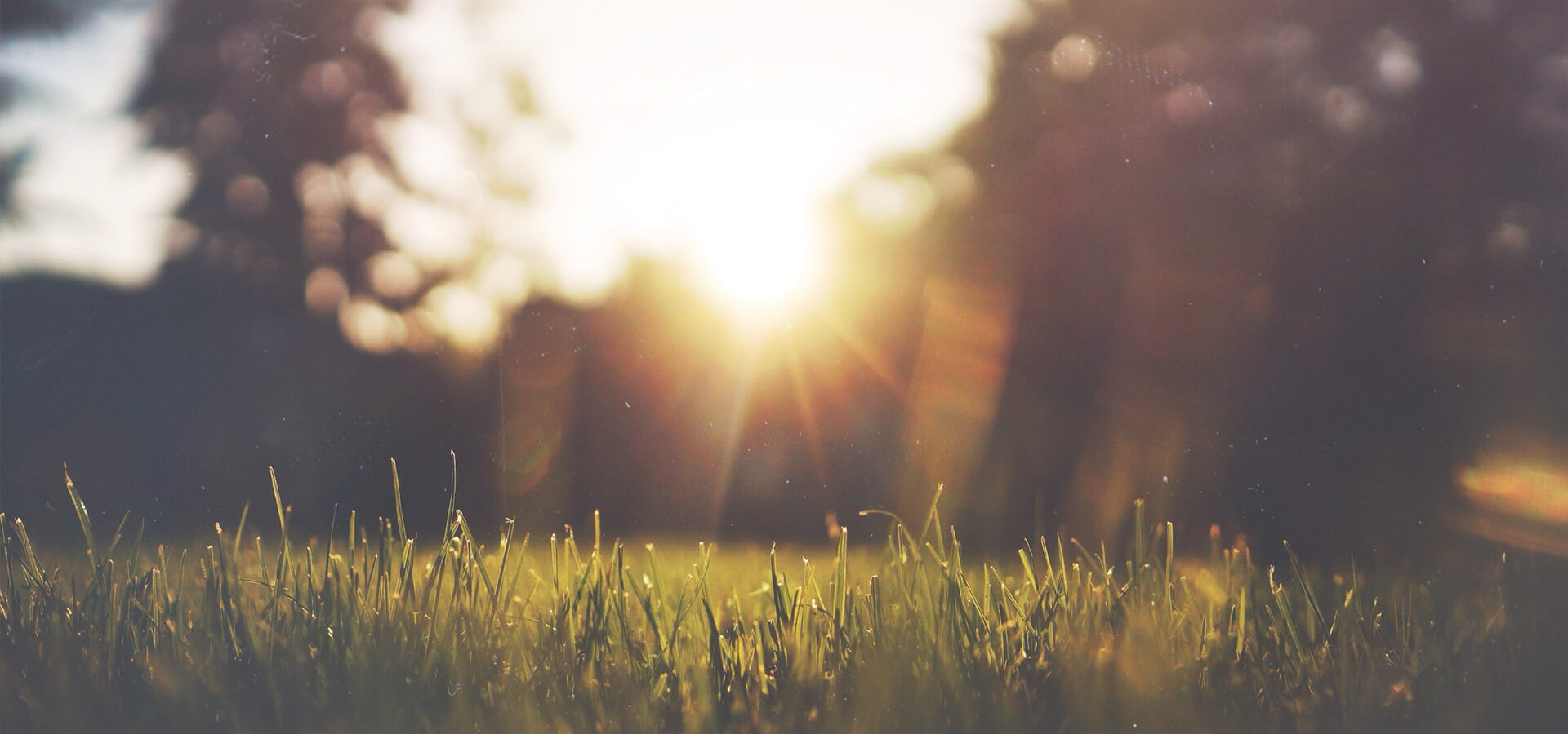 Sonnenschein im Wald